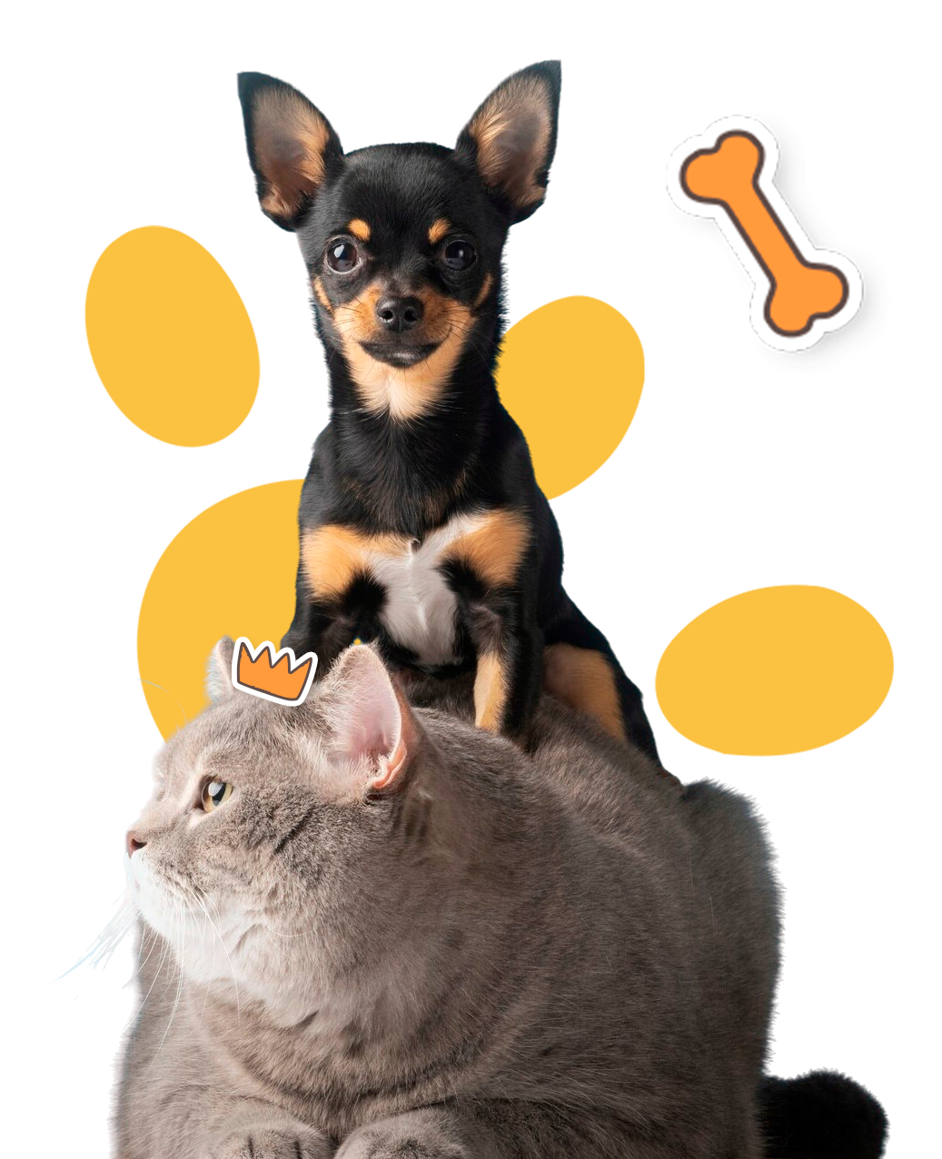 Cão e gato